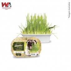 220781 - GRAMINHA P/CAES DIGESTIVE GRASS