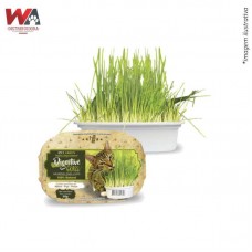 220791 - GRAMINHA P/GATOS DIGESTIVE GRASS